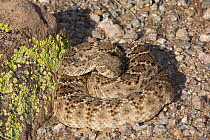 Western Diamondback Rattlesnake (Crotalus atrox) Sonoran Desert, Mesa, Arizona, USA