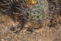 Mojave Rattlesnake (Crotalus scutulatus) by Barrel Cactus (Freocactus sp.) in Sonoran Desert, Mesa, Arizona, USA