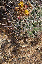 Mojave Rattlesnake (Crotalus scutulatus) by Barrel Cactus (Freocactus sp.) in Sonoran Desert, Mesa, Arizona, USA. Non exclusive