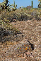 Speckled Rattlesnake (Crotalus mitchelli stephensi) Sonoran Desert, Mesa, Arizona, USA