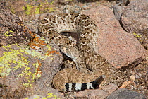 Western Diamondback Rattlesnake (Crotalus atrox) Sonoran Desert, Mesa, Arizona, USA