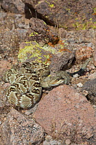 Northern Black-Tailed Rattlesnake (Crotalus molossus molossus) Sonoran Desert, Mesa, Arizona, USA