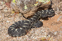 Arizona Black Rattlesnake (Crotalus cerberus) Sonoran Desert, Mesa, Arizona, USA