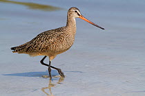 Marbled Godwit (Limosa fedoa) hunting at low tide for marine prey, Tampa Bay, Pinellas County, Florida, USA