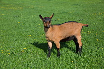 Oberhasli dairy goat kid in spring pasture, East Troy, Wisconsin, USA