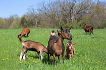 Oberhasli dairy goats, nanny goat and mixed-breed kids in spring pasture, East Troy, Wisconsin, USA