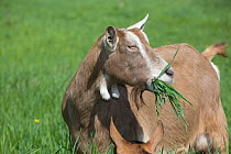 Toggenburg dairy goat in spring pasture, East Troy, Wisconsin, USA