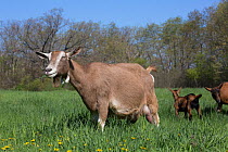 Toggenburg dairy goat in spring pasture with Oberhasli dairy goat kid and nanny goat in background, East Troy, Wisconsin, USA
