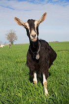 Alpine Goat (dairy breed) Poplar Grove, Illinois, USA