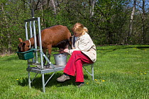 Owner milking an Oberhasli dairy nanny goat on a portable aluminum milking stand, East Troy, Wisconsin, USA
