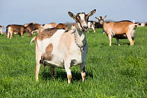 Alpine Goats (a dairy breed) nanny goats in pasture, Poplar Grove, Illinois, USA. Non-exlusive