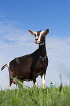 Alpine Goat (a dairy breed) nanny goat in pasture, Poplar Grove, Illinois, USA. Non-exclusive