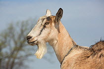 Alpine Goat (a dairy breed) nanny goat in pasture, Poplar Grove, Illinois, USA