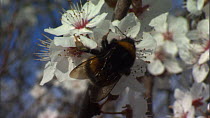 Buff-tailed bumble bee (Bombus terrestris) queen flying and feeding from plum blossom, France, March.