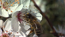 Honey bee (Apis mellifera) worker flying and feeding from plum blossom, France, March.