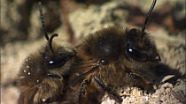 Pair of Mining bees (Andrena praecox) mating, France, March.