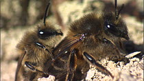 Pair of Mining bees (Andrena praecox) mating, interupted by a second male, France, March.