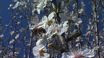 Honey bees (Apis mellifera) feeding from plum blossom, France, March.
