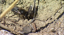 Two male Mining bees (Andrena praecox) trying to reach a female bee in a hole, France, March.