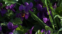 Mason bee (Osmia bicolor) flying and feeding from Violet (Viola) flowers, France, March.