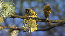 Mining bee (Andrena apicata) flying and feeding from Sallow (Salix caprea) catkins, with pollen sacs on hind legs, France, March.