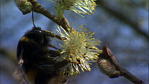 Close-up of a Buff-tailed bumble bee (Bombus terrestris) feeding from Willow (Salix) catkins, before flying out of frame, France, March.