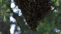 Close-up shot panning up a swarm of Honey bees (Apis mellifera) hanging from a fir tree, France, April.