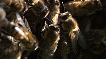 Close-up of Honey bees (Apis mellifera) moving on the edge of a swarm, France, April.