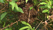 Swarm of Honey bees (Apis mellifera) in a Forsythia (Forsythia) bush, France, May.