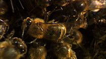 Close-up of Honey bee (Apis mellifera) performing a waggle dance on the edge of a swarm, indicating the position and quality of a food source, France, May.