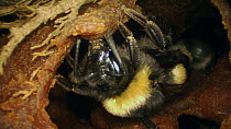 Close-up of a Buff-tailed bumble bee (Bombus terrestris) nest building, France, May.