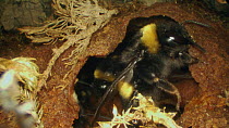 Close-up of a Buff-tailed bumble bee (Bombus terrestris) inside nest, nest building and fanning wings to keep the nest at the correct temperature, France, May.