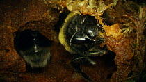 Buff-tailed bumble bee (Bombus terrestris) nest building, France, May.