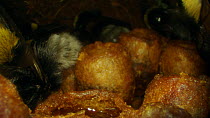 Close-up of Buff-tailed bumble bees (Bombus terrestris) inside nest, showing wax honey pots, France, May.
