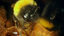 Close-up of Buff-tailed bumble bees (Bombus terrestris) inside nest feeding on honey from wax honey pots, France, May.
