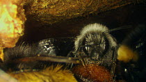 Buff-tailed bumble bees (Bombus terrestris) inside nest, with newly hatched young bees showing pale colours, France, May.