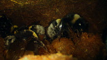 Buff-tailed bumble bees (Bombus terrestris) inside nest, with larvae in wax cells, France, May.