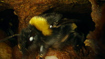 Tracking shot into the entrance of a Buff-tailed bumble bee (Bombus terrestris) nest, showing larvae in wax cells, France, May.
