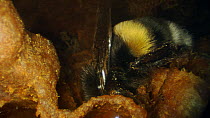 Buff-tailed bumble bee (Bombus terrestris) feeding on honey from wax cell, France, May.