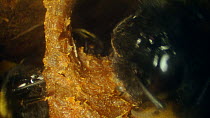 Close-up of Buff-tailed bumble bee (Bombus terrestris) repairing a wax cell containing eggs inside nest, France, May.