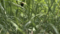 Slow motion (3000fps) shot of a Buff-tailed bumble bee (Bombus terrestris) in flight amongst grass stems, France, May.