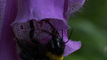 Close-up of a Bumble bee (Bombus) feeding from Foxglove (Digitalis) flower, France, May.