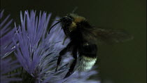 Slow motion clip of a White-tailed bumble bee (Bombus lucorum) taking off from a flower, France, June.