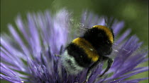 Slow motion clip of a White-tailed bumble bee (Bombus lucorum) taking off from a flower, France, June.