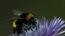 Slow motion clip of a White-tailed bumble bee (Bombus lucorum) covered in pollen taking off from a flower, France, June.