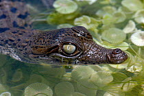 American crocodile (Crocodylus acutus) hatchling in the shallows of a mangrove swamp. Offshore Island, Belize.