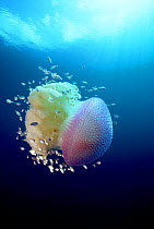 Jellyfish (Versuriga anadyomene) with fish finding protection among its tentacles, Palau, Pacific.