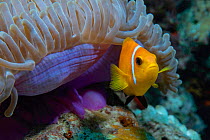 Maldives anemone fish (Amphiprion nigripes) hiding in anemone (Heteractis magnifica), Maldives.