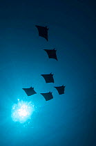 Devil rays (Mobula japonica) viewed from below, South Ari atoll, Maldives.