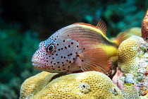 Freckled Hawkfish (Paracirrhites forsteri) profile, Maldives